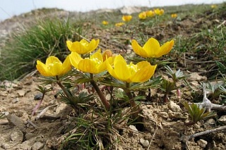 Biologists discovered Eranthis longistipitata as a potential remedy