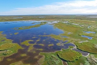 TSU scientists proposed including swamps in the Paris Agreement