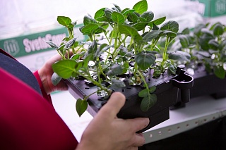 Scientists are testing a new way to protect plants