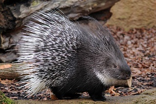 Scientists determined the time of extinction of ancient porcupines