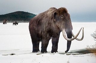 Mammoths suffered from diseases that are typical for people