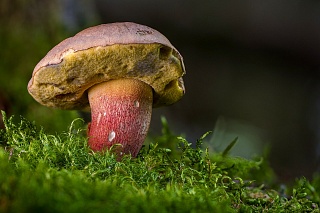 Scientists from various countries will conduct a fungi update