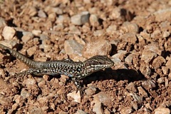Rock lizards help transfer mite‐transmitted infections