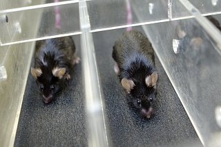 An experiment on older mice will help improve people's quality of life