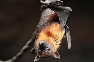 Scientists have identified Siberian mites in African bats