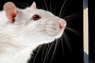 Mouse training will help to find a treatment for diabetes