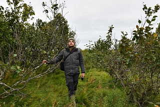 Shrub expansion in the Arctic has accelerated permafrost thawing
