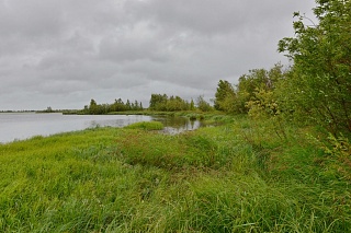 In the Arctic zone of the Russian Federation, lakes become swamps