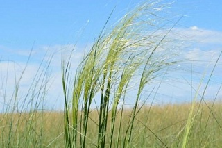 TSU botanists have sequenced the genome of feather grasses