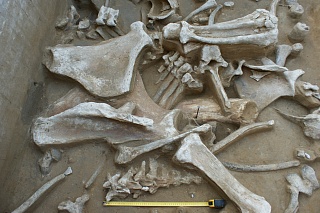 TSU paleontologists found a big concentration of mammoth bones 