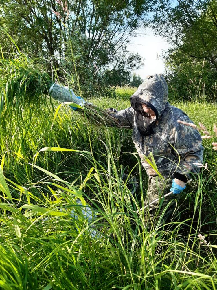 7_2020_summer-field-work-plants1_kaj.jpg