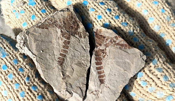 TSU scientists discovered the remains of flora and fauna of the Jurassic period in Kuzbass